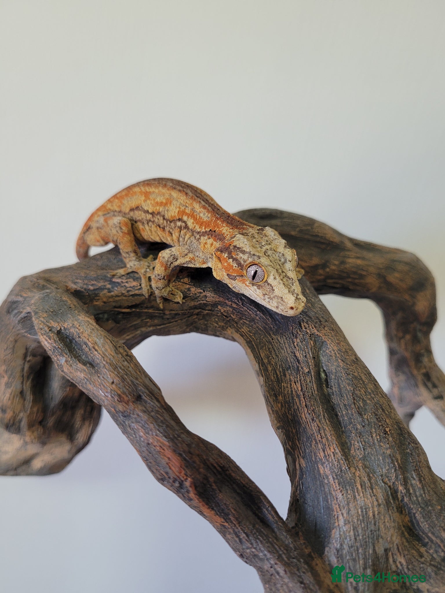 Gecko reptiles Gargoyle Gecko Stripe Red and Orange Yellow base  - Advert 2