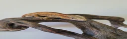 Gecko reptiles for sale: Gargoyle Gecko Stripe Red and Orange Yellow base  - Advert 2