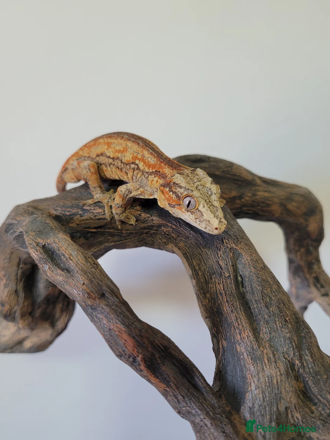 Gecko reptiles for sale: Gargoyle Gecko Stripe Red and Orange Yellow base  - Advert 2