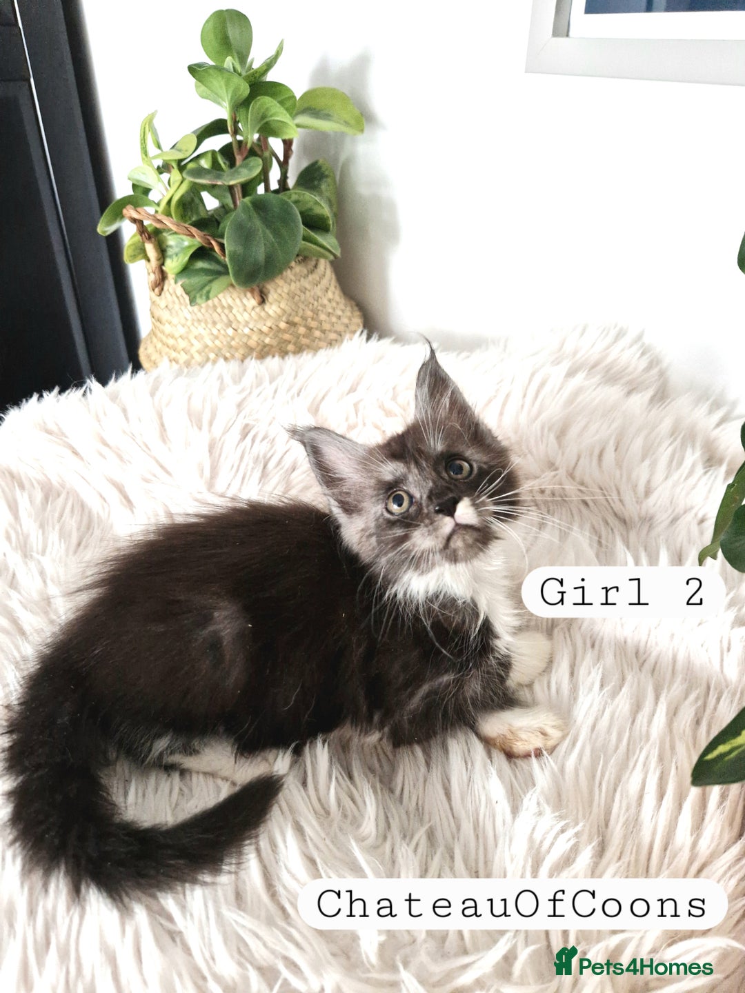 Maine Coon cats for sale: Stunning Black Smoke Registred Maine Coon Kittens - Image 13