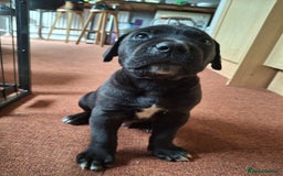 Mixed Breed dogs for sale: HARLEQUINN CANE CORSO X AMERICAN BULLDOGGE - Image 25