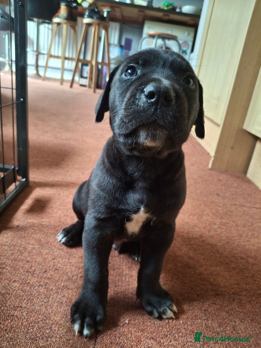 Mixed Breed dogs for sale: HARLEQUINN CANE CORSO X AMERICAN BULLDOGGE - Image 25
