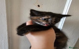 Mixed Breed cats for sale: Kittens for sale ready to leave to good homes  - Image 3