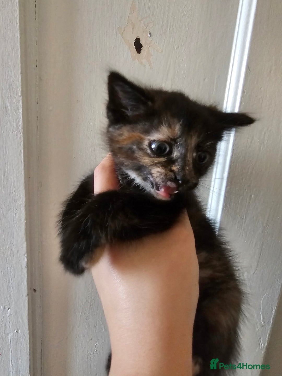 Mixed Breed cats for sale: Kittens for sale ready to leave to good homes  - Image 3