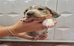 Miniature Dachshund dogs for sale: Adorable Miniature Dachshund Puppies 4boys & 1girl - Image 8