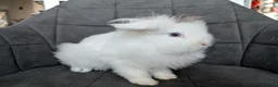 Lionhead rabbits for sale: Fluffy BE Lionhead Rabbits for Sale  - Advert 24