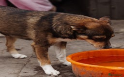 Mixed Breed dogs for adoption: 💙🐶 CHICO 🐶💙 - Image 12