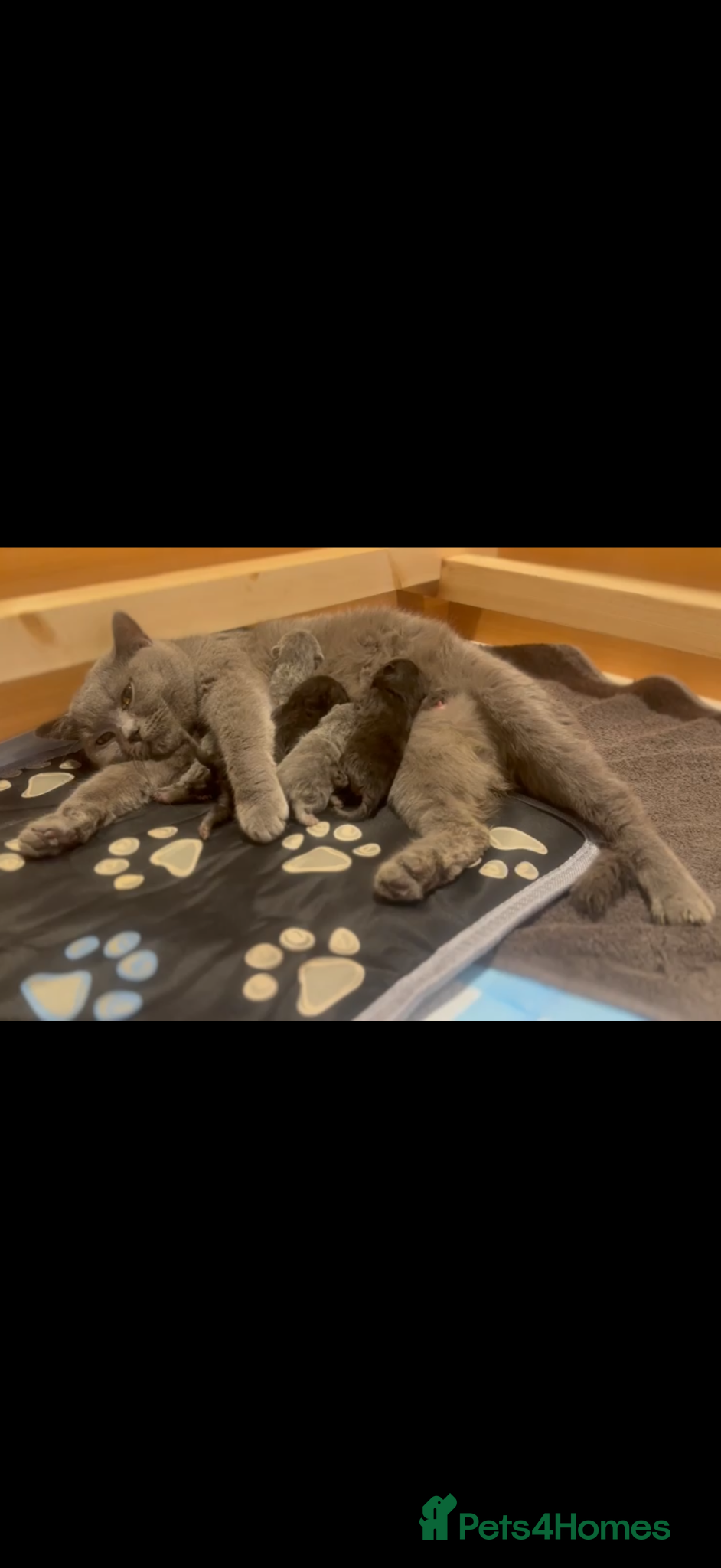 British Shorthair cats Beautiful Champion Bloodlined BSH kittens. - Advert 1