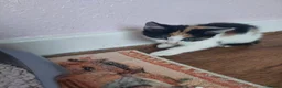 Mixed Breed cats for sale: Beautiful kitten's  - Advert 5