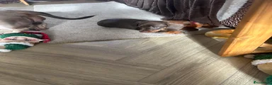 Dachshund 3