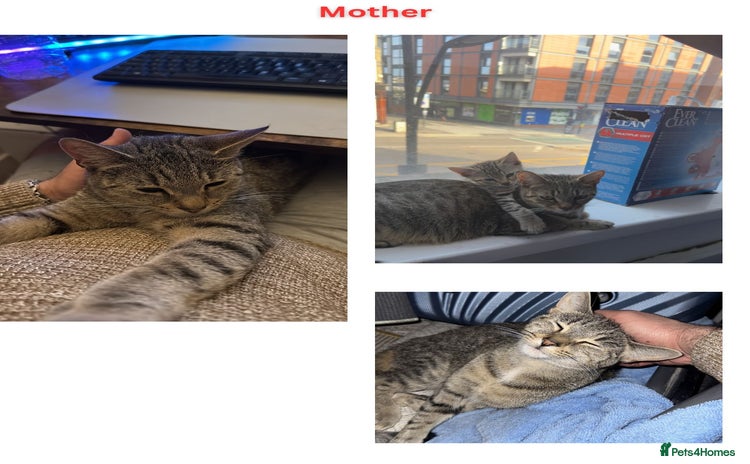 Mixed Breed cats - Advert 2