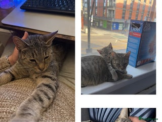 Mixed Breed cats for sale - Advert 1