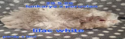 Guinea Pig rodents for sale: Fluffy baby boy male guinea pigs - Advert 6