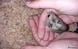Hamster rodents for sale: Baby Chinese hamsters ready now  - Image 2