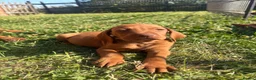 Hungarian Vizsla dogs for sale: 9 KC registered Hungarian Vizla puppies - Advert 15