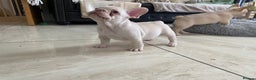 French Bulldog dogs for sale: LAST ONE NEWSHADE PLATINUM MALE - Advert 7