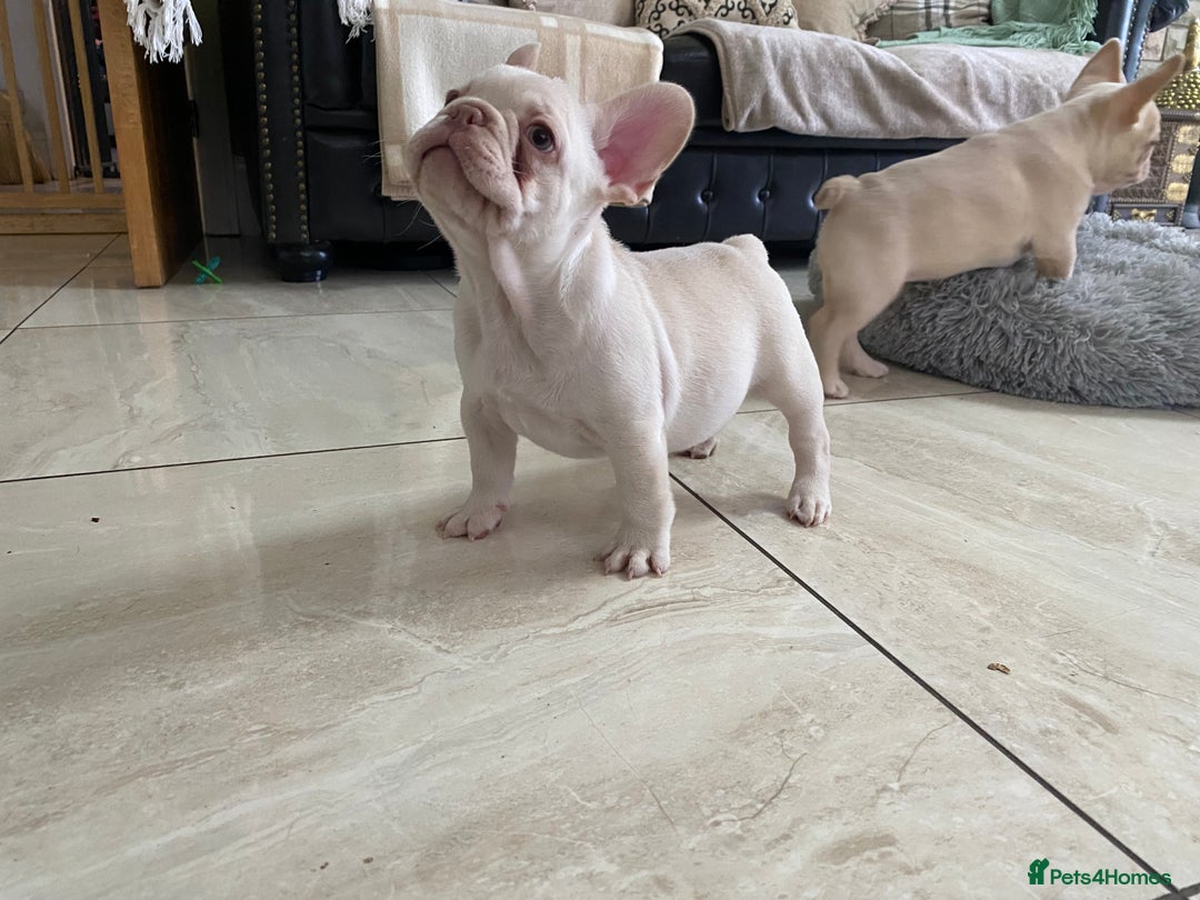 French Bulldog dogs for sale: LAST ONE NEWSHADE PLATINUM MALE - Advert 7