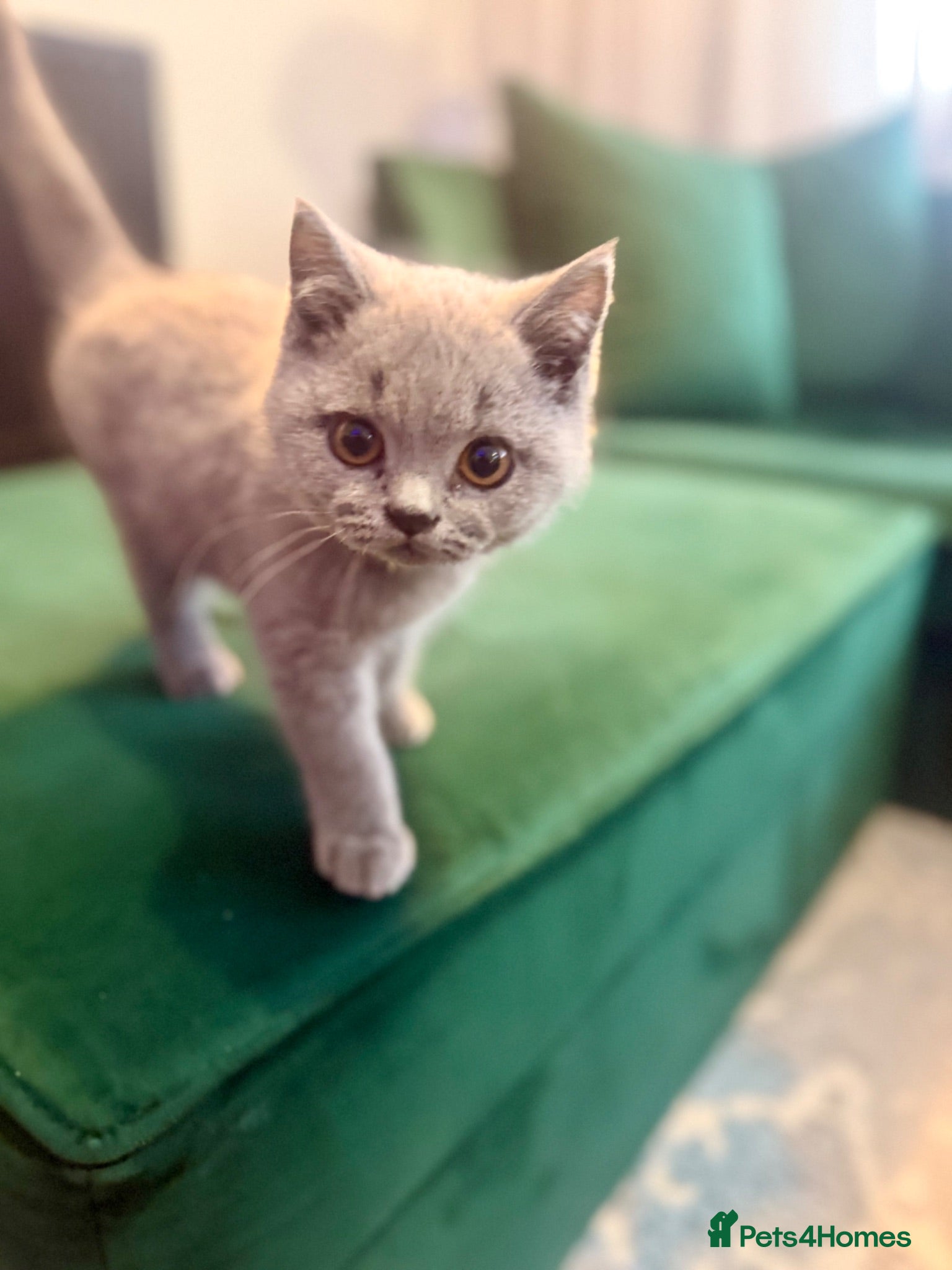 British Shorthair cats Full Pedigree British Shorthair Kittens  - Advert 1
