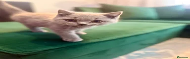 British Shorthair 1