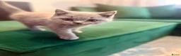 British Shorthair cats for sale: Full Pedigree British Shorthair Kittens  - Advert 1