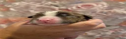 English Springer Spaniel dogs for sale: Beautiful English Springer spaniel pups - Advert 8