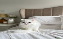 Persian cats for sale: Beautiful pedigree Chinchilla Persian cat - Image 5