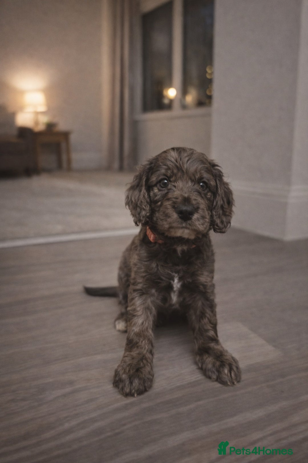 Cockapoo dogs for sale: Gorgeous F1 Cockapoo Puppies  - Advert 6