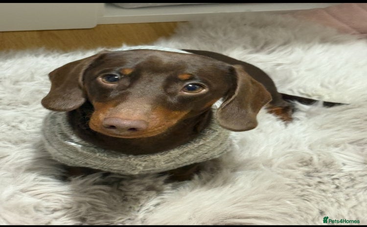 Miniature Dachshund dogs - Advert 16