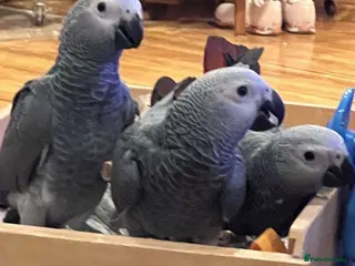 Parrots birds Charming African Grey Parrots–Lively Personality - Advert 2