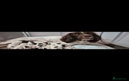English Springer Spaniel dogs for sale: Beautiful Springer spaniel pups - Image 1