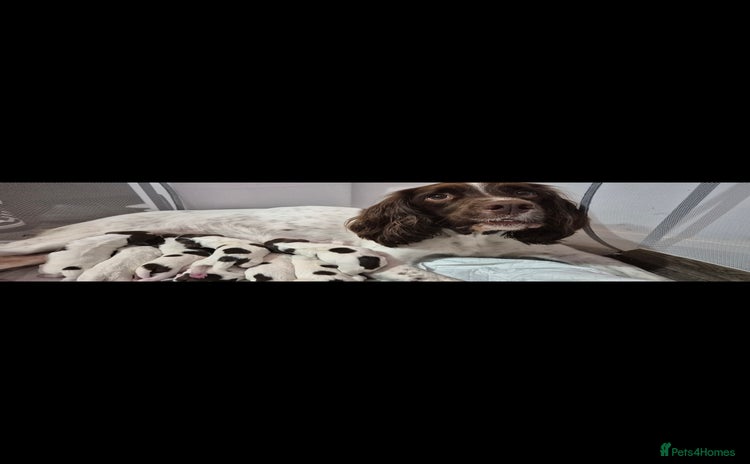 English Springer Spaniel dogs - Advert 4