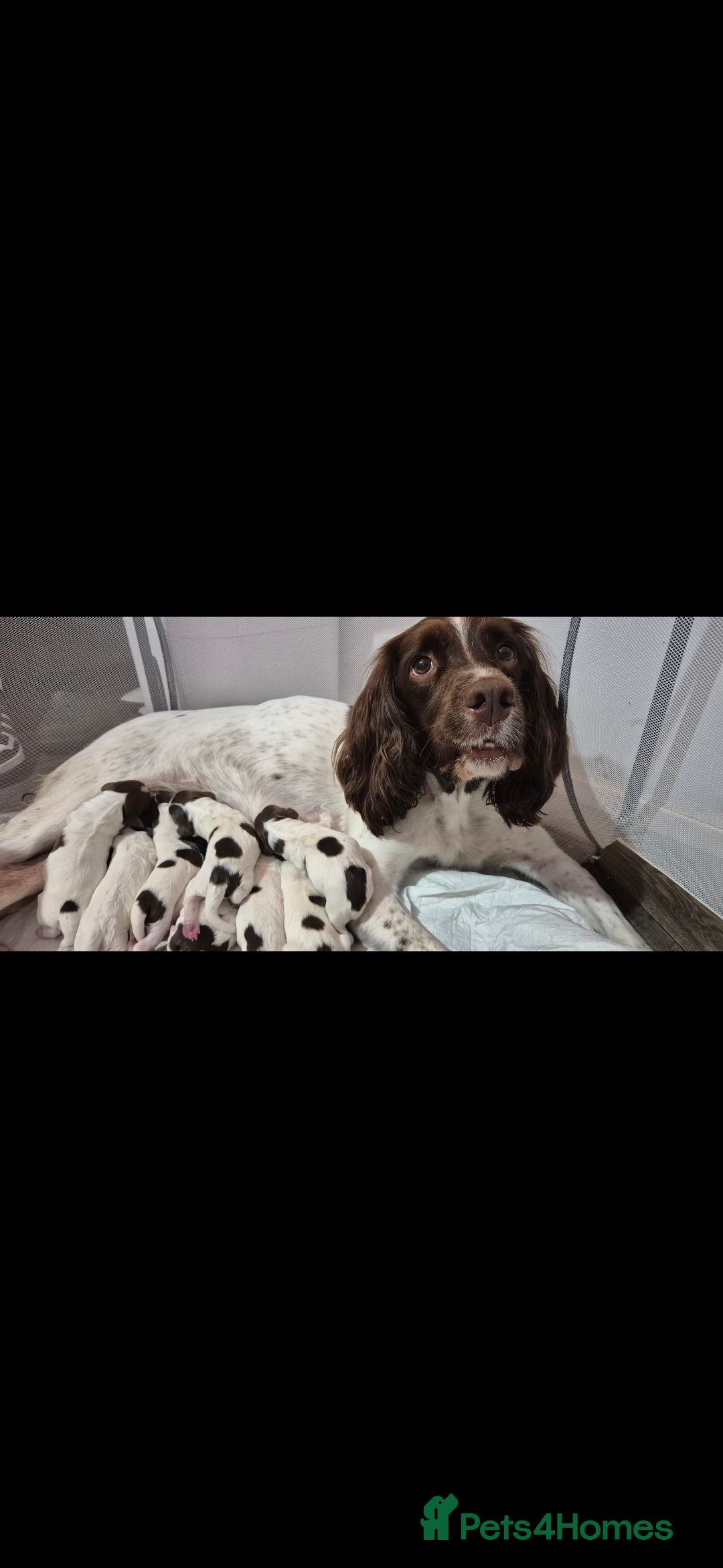 English Springer Spaniel dogs for sale: Beautiful Springer spaniel pups - Image 1