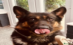 German Shepherd dogs for sale: Beautiful Lovely Boy Looking For A Better Fit - Image 3