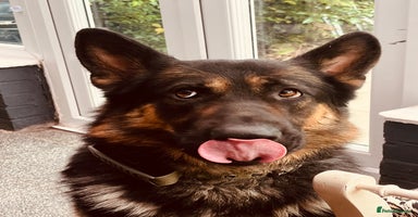 German Shepherd dogs - Advert 2