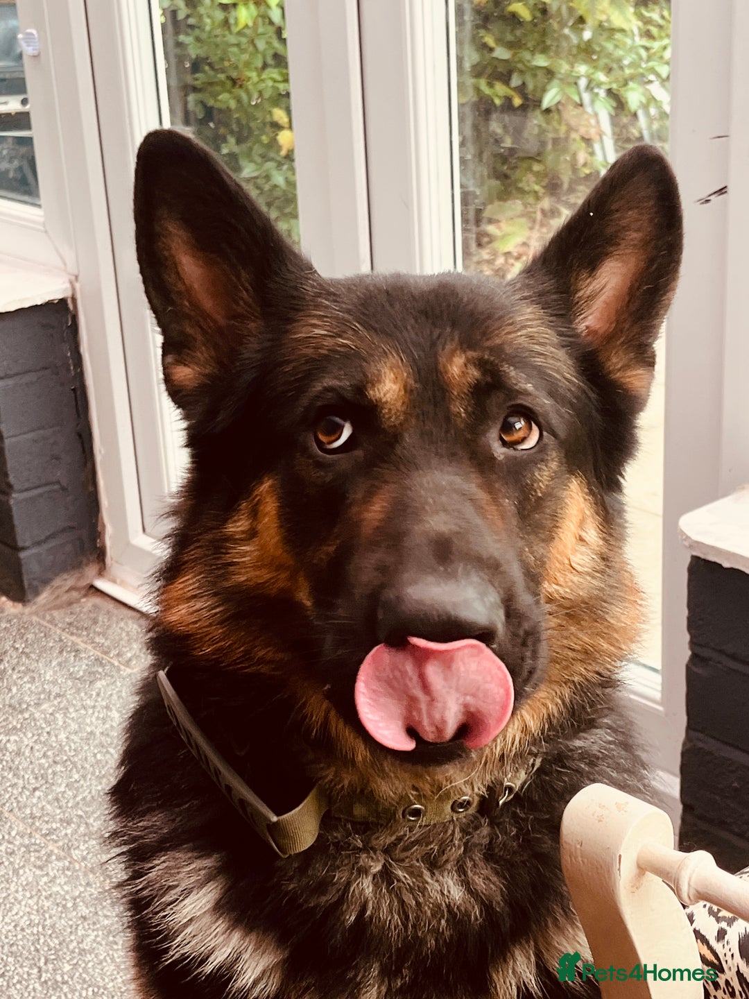 German Shepherd dogs for sale: Beautiful Lovely Boy Looking For A Better Fit - Image 3
