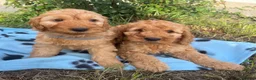 Cockapoo dogs for sale: Cockapoo puppies  - Advert 8