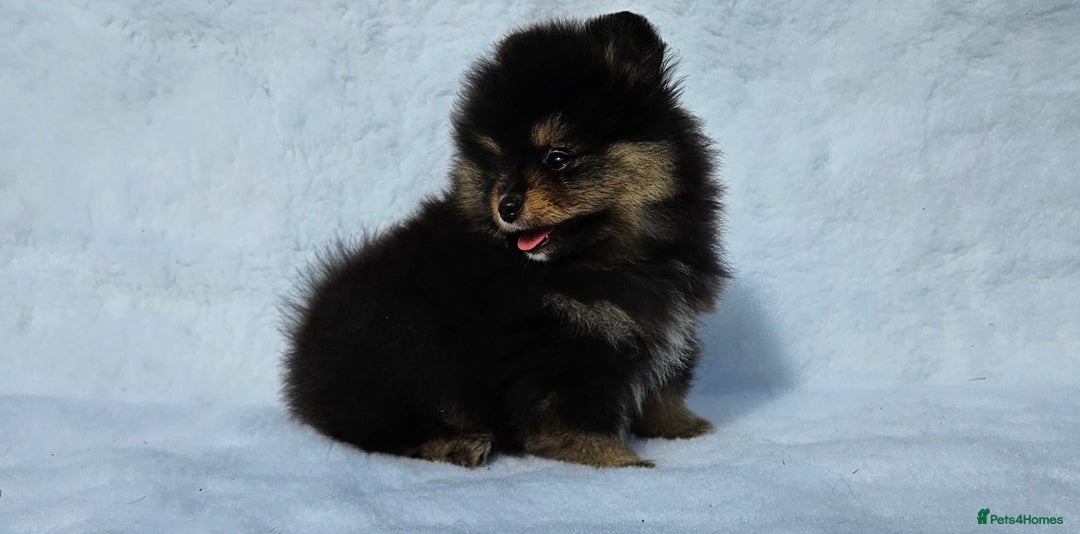 Pomeranian dogs for sale: Tiny Russian-Line Black & Tan Girls – Ready Now - Image 5