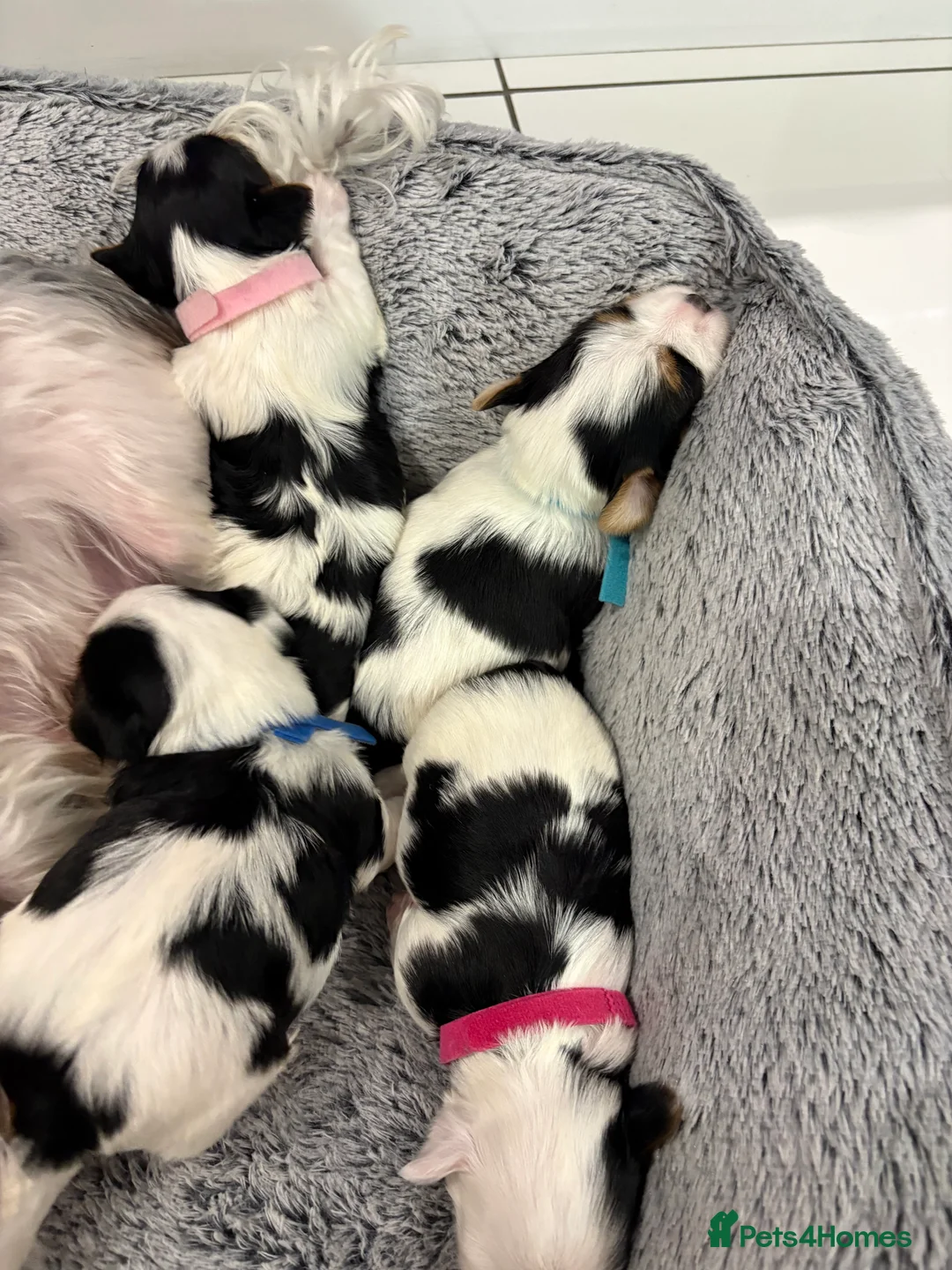 Yorkshire Terrier dogs for sale: Pure Biewer York Terriers for sale - Advert 3