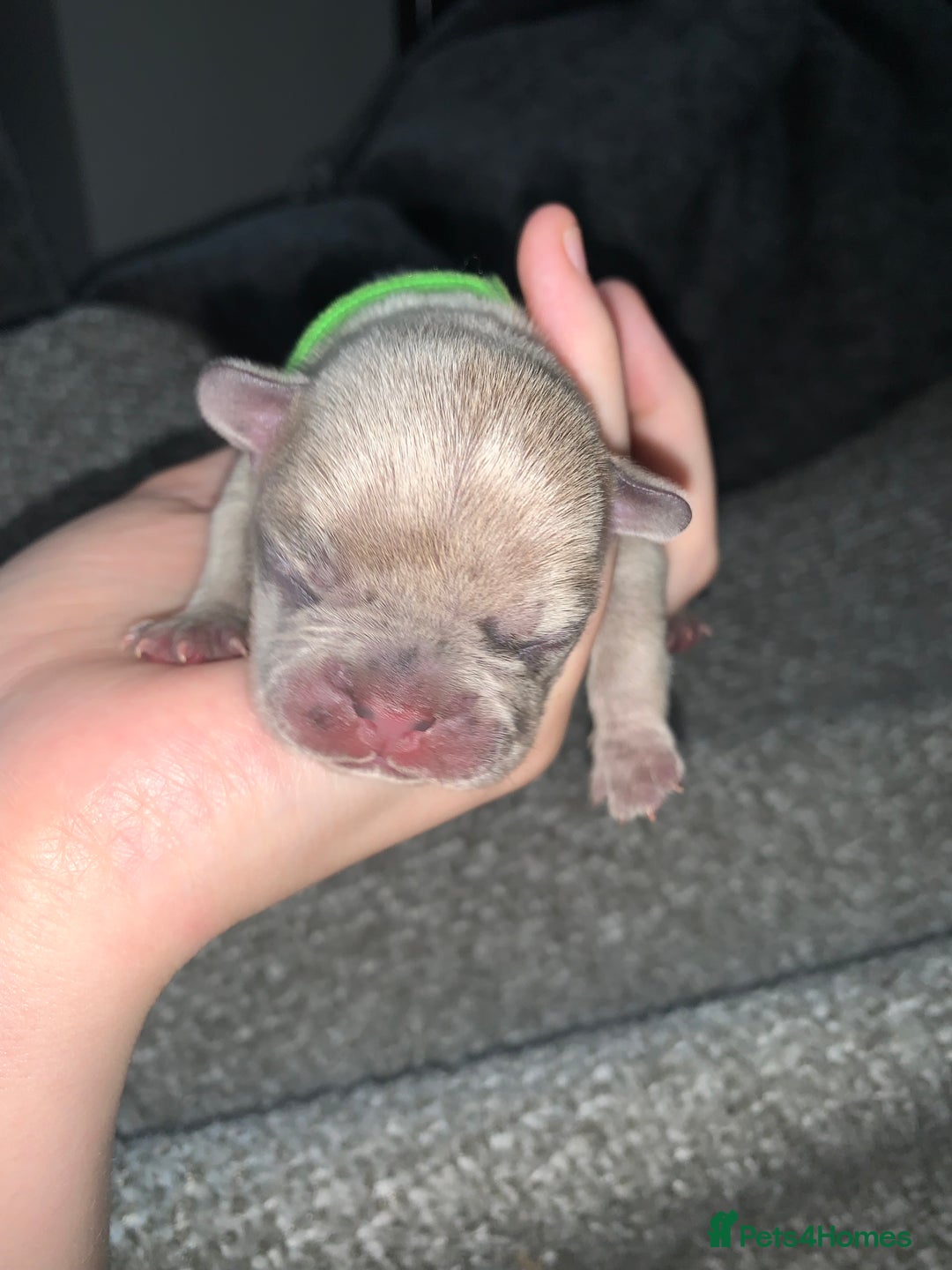 French Bulldog dogs for sale: French bulldog puppies for sale!!  - Image 9