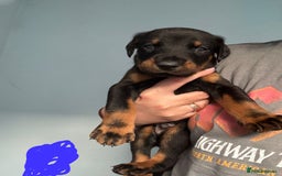Dobermann dogs for sale:  European Doberman puppies. in Torquay - Image 9