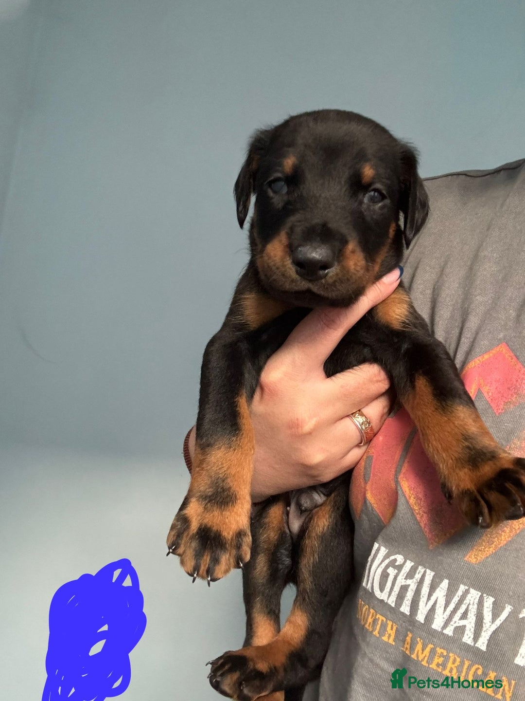 Dobermann dogs for sale:  European Doberman puppies. in Torquay - Image 9