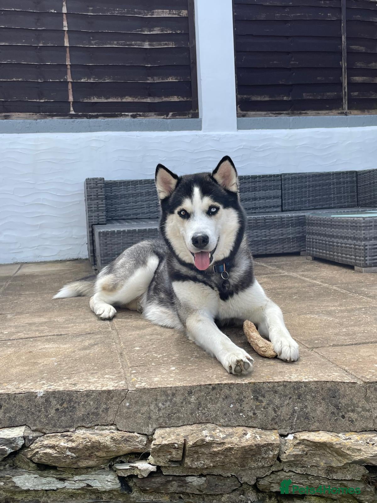 Siberian Husky dogs Gorgeous husky stud, unique eyes in Dunstable - Advert 2