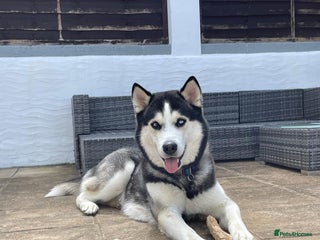 Siberian Husky dogs Gorgeous husky stud, unique eyes in Dunstable - Advert 1