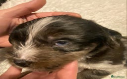 Mixed Breed dogs for sale: Staffypoos for sale - Image 6