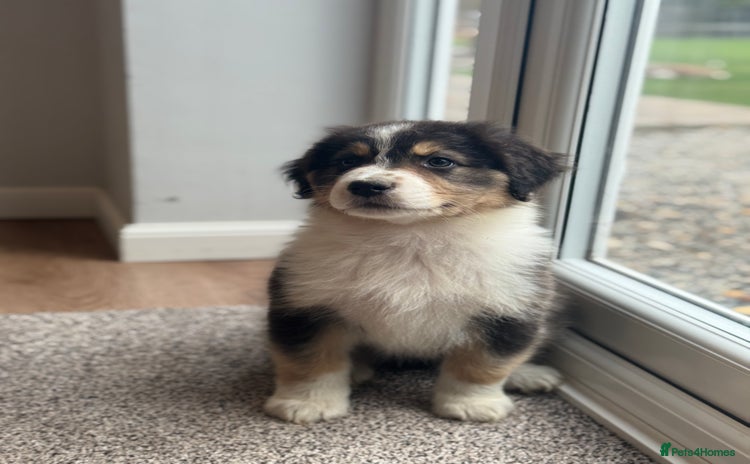 Australian Shepherd dogs - Advert 1