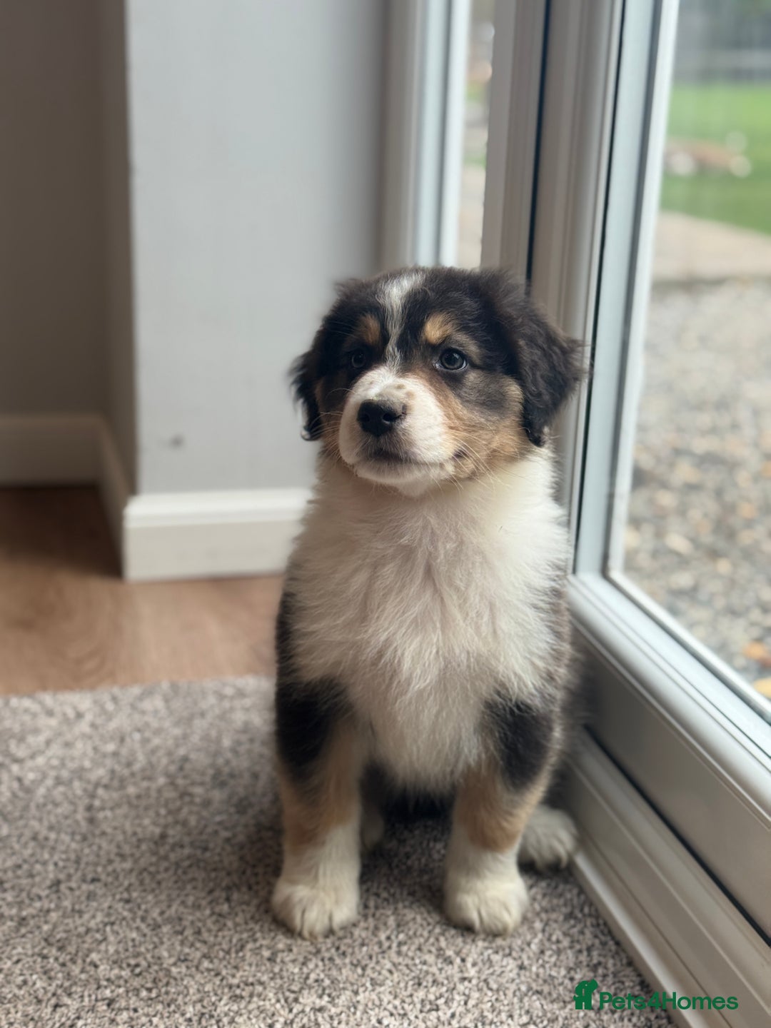 Australian Shepherd dogs for sale: 2 KC registered Australian Shepards remaining! - Image 4