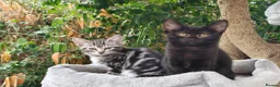 Mixed Breed cats for sale: Bengal Marble & Turkish Agora - Advert 5