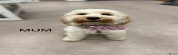 Cockapoo dogs for sale: Gorgeous Cockapoo Puppies – 3 Girls & 2 Boys in Swindon - Advert 8