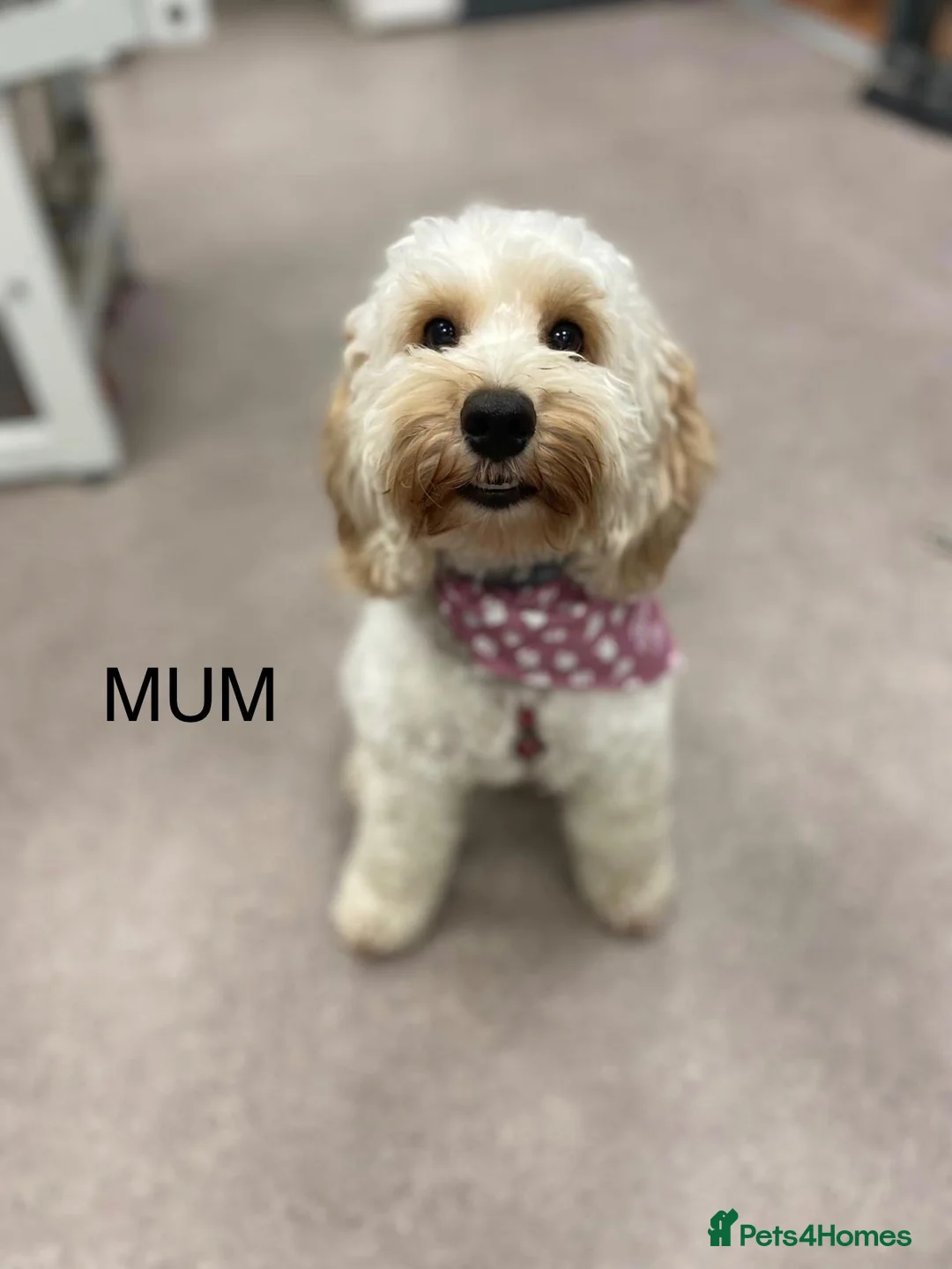 Cockapoo dogs for sale: Gorgeous Cockapoo Puppies – 3 Girls & 2 Boys in Swindon - Advert 8