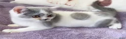 British Shorthair cats for sale: Gorgeous Blue & White British Shorthair Registered - Advert 1